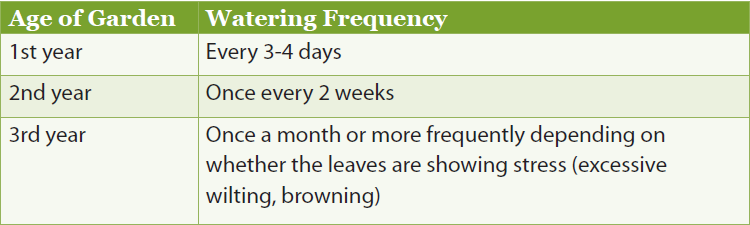 A table describing the watering frequency of a garden depending on the age. 

Column heading 1: Age of Garden
Column heading 2: Watering Frequency.
Row 1: First year, every 3-4 days.
Row 2: Second year, once every 2 weeks
Row 3: Third year, once a month or more frequently depending on whether the leaves are showing stress (excessive wilting, browning)