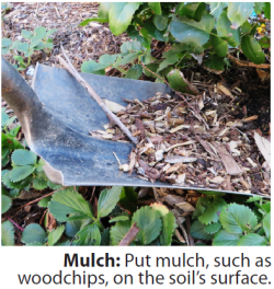 A shovel picking up woody mulch. Photo caption: Mulch: Put mulch, such as wood chips, on the coil's surface. 