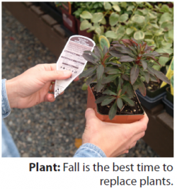 hands holding a small plant. Photo caption: Plant: Fall is the best time to replace plants.