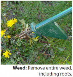 a metal tool poking into the grass near a weed. 