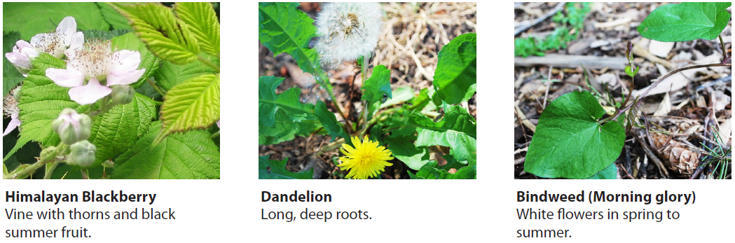 1. Himalayan Blackberry: a light pink flower with wide green leaves. Photo caption: Vine with thorns and black summer fruit. 

2. Dandelion: fluffy spherical flower or a small yellow flower with many petals. Its leaves are skinny and jagged. Photo caption: Long, deep roots. 

3. Bindweed (Morning glory): Wide green lead that tapers to a point. Photo Caption: White flowers in spring to summer.

4. Buttercup: Small yellow flowers with 5 petals. Leaves with three lobes. Photo caption: Shiny yellow flowers. Spreads aggressively in moist areas.

5. English Ivy: a vine with green leaves that have 3-5 points. Photo caption: Vine with fast growth.

6. Common Vetch. Thin stemmed plant with hot pink small flowers. Photo Caption: Lots of seeds in pods after flowering.

7. Herb Robert (Stinky Bob): A vine with red stems, green leaves, and white flowers. Photo caption: Smelly weed with long, extensive roots. 

8. Bittercress/Shotweed: A cluster of stems with alternating leaves going up the stem. Photo caption: Seeds pop off at slightest touch. 

9. Grass: blades of green grass. Photo caption: Grass from surrounding lawn can spread into your garden and become the worst weed.
